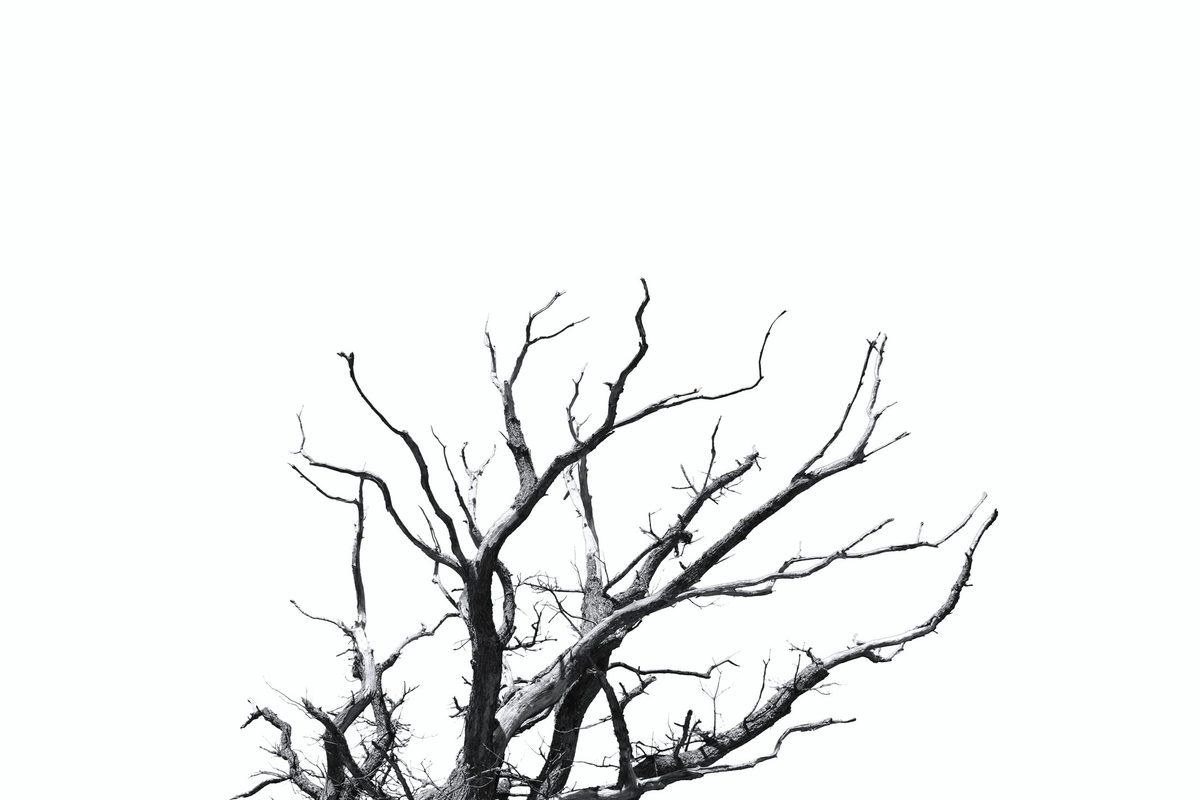 Tronco de árbol muerto que se bifurca en niveles sucesivos de ramas cada vez más finas contra el cielo blanco: la lógica de un dendrograma, una raíz única que se divide progresivamente hasta las hojas